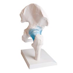 Anatomisk Skelet af hofteled inkl. holder