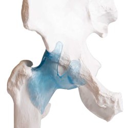 Anatomisk Skelet af hofteled inkl. holder