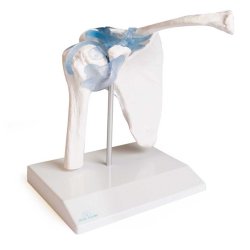 Anatomisk skelet af skulderled inkl. holder