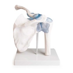 Anatomisk skelet af skulderled inkl. holder