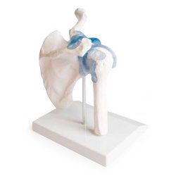 Anatomisk skelet af skulderled inkl. holder