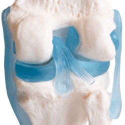 Anatomisk skelet af kn�led inkl. holder