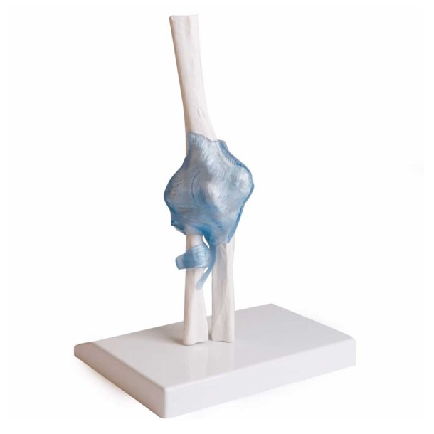 Anatomisk skelet af albueled inkl. holder
