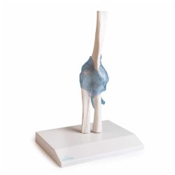 Anatomisk skelet af albueled inkl. holder