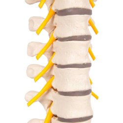 Anatomisk skelet af brystrygs�jle inkl. stativ