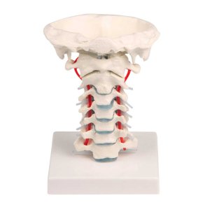 Anatomisk skelet af halshvirvels�jlen inkl. holder