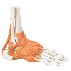 Anatomisk skelet af ankel m. ledbnd