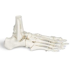 Anatomisk skelet af fod m. tibia og fibula