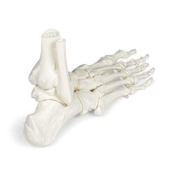 Anatomisk skelet af fod m. tibia og fibula