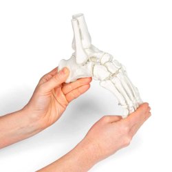 Anatomisk skelet af fod m. tibia og fibula