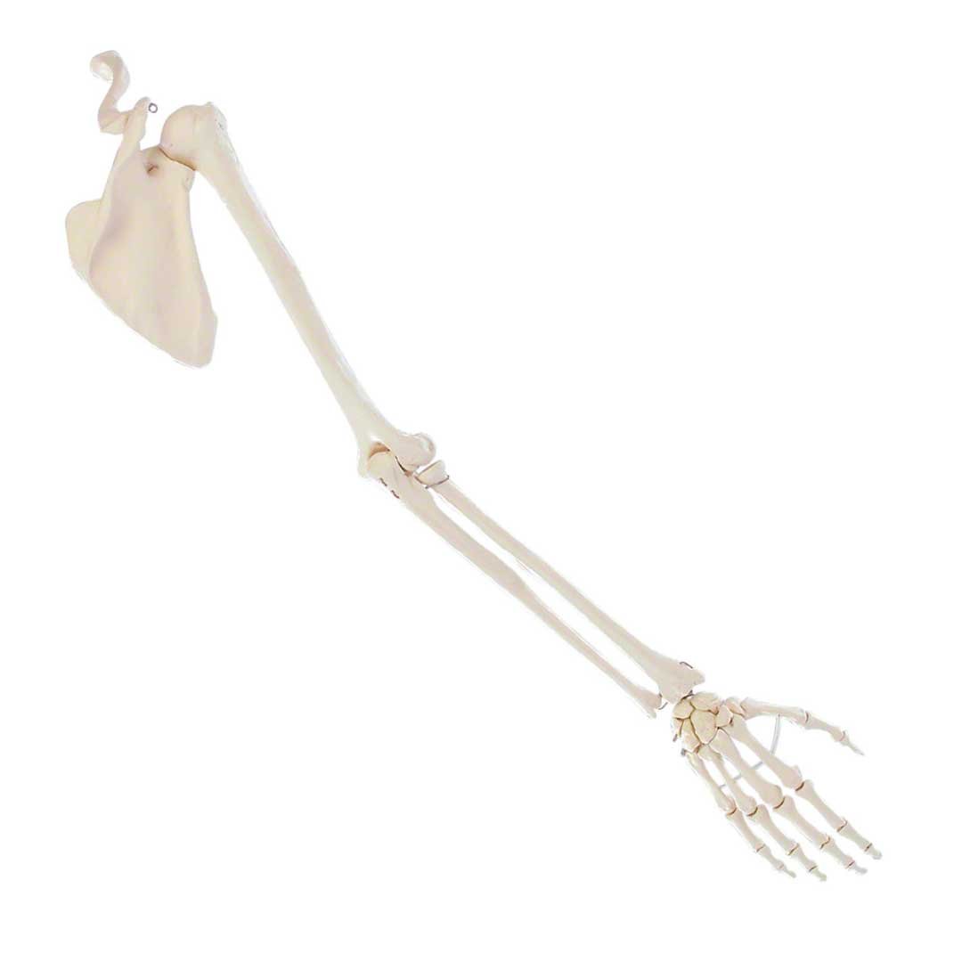 Anatomisk skelet af arm m. skulderbælte og hånd