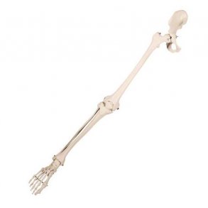 Anatomisk skelet af ben m. fod og halv bkken