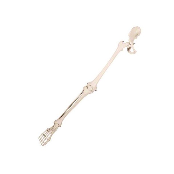 Benskelet med fod og halv bkken - 102 cm.