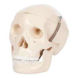 Mini kranie - 3-delt