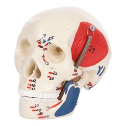 Mini kranie med musklr reprsentation - 3-delt