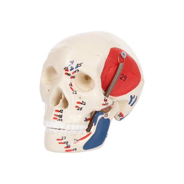 Mini kranie med musklr reprsentation - 3-delt