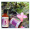 Holistica Medica Krone chakra - 50 ml.
