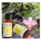 Holistica Medica Solar plexus chakra - 50 ml.