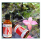 Holistica Medica Pande maskulin chakra - 50 ml.